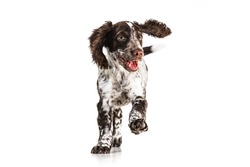 One cute, playful little spaniel dog cheerfully running and playing on white background. Concept of movement, joy, playing, pets love, animal life, domestic animals.