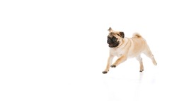 Studio shot of cheerful purebred dog, pug, posing, running isolated over white background. Concept of movement, pets love, domestic animal life, beauty, domestic pet. Copy space for ad