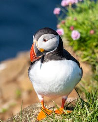 An adorable puffin enjoys the sun in a beautiful setting. Summertime in Iceland means nesting time for the Atlantic puffin. 