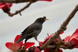 crested myna is standing on the kapok tree, and going to eat the flowers.