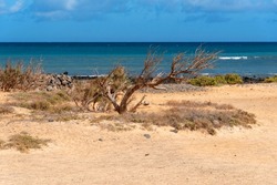 Panoramic view of the golden sandy beach and turquoise water of Caleta de Fuste in the tourist resort of Fuerteventura and a small tree in the middle of the lime kilns on a sunny day Canary Islands