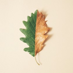 Minimal composition with half fresh half dried oak leaf on pastel cream background. Creative autumn nature  concept.