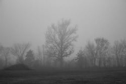 Foggy morning, Columbia Missouri, December 2021