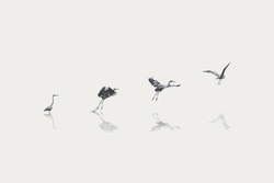 flight steps progress of a migratory bird
