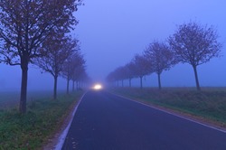 Tree-lined road on foggy autumn morning with spotlight of a car; Poor visibility; Driving in the fog