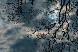 Full moon night; Bare tree crown against cloudy evening sky with shining moon; Spooky night atmosphere; Winter night sky