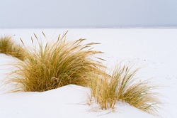 Marram grass on snow covered dunes by the sea; Wintry landscape at North Sea; Winter holidays on the coast of East Frisia; Coastal vegetation in winter
