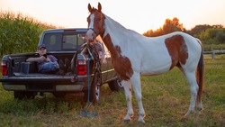 Western pinto horse grazes in the pasture. The farmer is resting in the back of a pickup truck and looking in mobile phone. The mare is on a rope. Western ammunition and saddle.