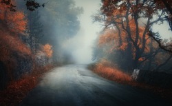 Dark autumn forest with rural road in fog at dusk. Fall trees with orange foliage. Landscape with woods, mountain road, colorful leaves, and mist. Travel. Nature background. Magical foggy forest