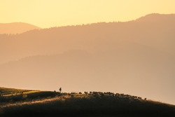 Silhouette of herdsman with herd of sheep, dogs on the hill, mountains, grass and orange sky with golden sunlight at sunset in autumn. Landscape with shepherd herding sheep across the pasture in fall