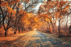 Autumn forest. Forest with country road at sunset. Colorful landscape with trees, rural road, orange leaves and blue sky. Travel. Autumn background. Magic forest