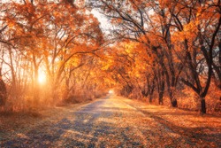 Autumn forest. Beautiful forest with country road at sunset. Colorful landscape with trees, rural road, orange and red leaves, sun. Travel. Autumn background. Amazing forest with vibrant foliage