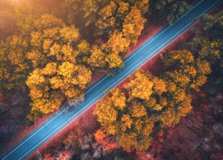 Aerial view of road in beautiful autumn forest at sunset. Beautiful landscape with empty rural road, trees with red and orange leaves. Highway through the park. Top view from flying drone. Nature