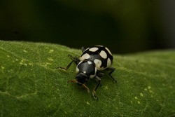 Details of a black and white ladybug on a green leaf (Eriopis Connexa)