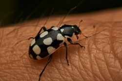 Details of a black and white ladybug on a finger (Eriopis Connexa)