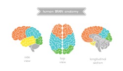 Vector human brain views. Brain top view, side view and section. Illustration of human brain for medical design, educatin or logo design. Easy recolor. Vector human brain. Logo brain.