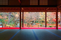 Scenic view from a tatami room by a Japanese courtyard garden with colorful maple trees & fallen leaves in a peaceful Zen ambiance, in Enkoji, Kyoto, Japan, a Buddhist temple famous for autumn foliage