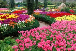 Spring scenery of adorable colorful tulips blooming vibrantly in the flower field of Sun Link Sea Forest Recreation Area, which is a popular tourist destination in Zhushan, Nantou County, Taiwan