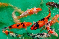 Colorful Japanese carp fish swimming in a Koi pond in a garden in Kyoto, Japan. A brilliant image of vibrant Chinese Fancy Carp fish in the clear water. Koi carp are an auspicious symbol of longevity.
