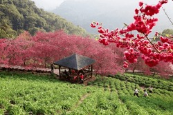 Scenery of red cherry blossom trees (sakura) blooming on the green grassy hillside and tourists in a gazebo enjoying the view on a beautiful spring day, in Xinshe District, Taichung City, Taiwan, Asia
