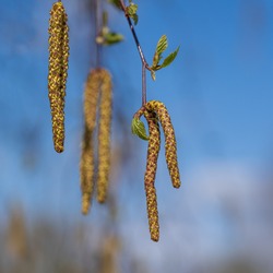 Birch blooms in spring. Yellow spurts.