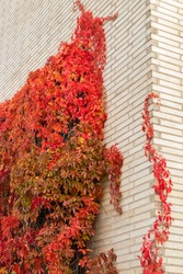Brick wall with Parthenocissus quinquefolia at autumn