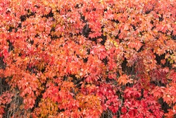 Natural background shapes and textures of Parthenocissus quinquefolia on the wall at autumn