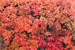Natural background shapes and textures of Parthenocissus quinquefolia on the wall at autumn