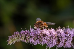 A hoverfly insect sits on a purple flower macro photography on a summer sunny day. Flower flies sits on a blooming mint plant close-up photo in the summer.