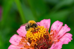 Bumblebee collecting nectar from pink zinnia flower macro photography on a summer day. A bee sucking nectar from a flower with pink petals closeup photo in the summer.