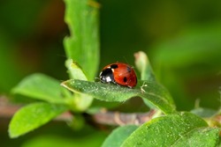 Ladybug sits on a green leaf on a summer day macro photo. Ladybird close-up photo in summertime. Beautiful red insect in sunny day nature photography.
