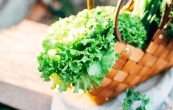Selective focus. green salad in a wicker basket in the garden. green leafy vegetables. greens. healthy eating concept.