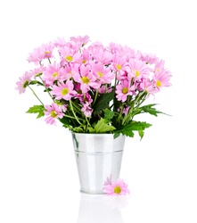 Chrysanthemum flowers in the bucket 