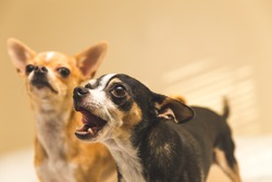 Black and white chihuahua with mouth open, looking intently. Younger chihuahua in background.