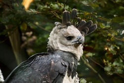 The harpy eagle, Harpia harpyja is also called the American harpy eagle is among the largest species of eagles in the world. It can be found in the upper canopy layer of tropical lowland rainforests.