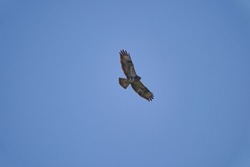 Buteo or Buzzard, fairly large raptors with a robust body and broad wings, soaring high in the blue sky looking for prey