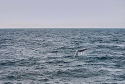 tail fin of a sperm whale on a whale watching boat tour in the arctic atlantic ocean off the coast of Vesteralen islands north of Lofoten in Norway