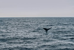 tail fin of a sperm whale on a whale watching boat tour in the arctic atlantic ocean off the coast of Vesteralen islands north of Lofoten in Norway