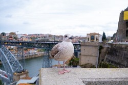 White and gray Seagull bird or seabird standing feet on wall with Douro river, Dom Luis I Bridge and city of Porto on background