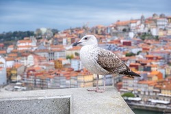 White and gray Seagull bird or seabird standing feet on wall with Douro river and city of Porto on background
