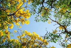 Background texture of the bottom view of the tabebuia trees with the blossom yellow flowers with the blue sky in the center