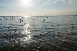 A herd of seagulls or seabirds flying over the sea in the wetland environment in the evening. Concept of wildlife, fauna, migration bird, natural habitat.