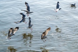 A group of seagulls is flying over the river  on the sunny day. Concept of seagulls, seabirds, migration birds.