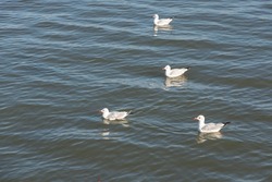 Selective focus of three seagulls that are floating or swimming behind one seagull in a triangular shape on the river. Concept of wildlife, seagull, zoology, migration birds.