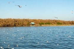 A flock of seagulls is flying over the blue lake with blue sky, blue river, green cottage, and mangrove forest as a background. Concept of wildlife, seaside, fauna, migration birds.