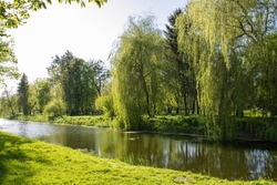 Picturesque nature in spring on a sunny day. Green young grass. Juicy leaves trees maples, willowes, acacias, firs reflected in the blue water of the river. Panoramic beautiful scenery in park.