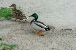 Two mallard ducks walk on the river bank. Bright beautiful male and female in the spring in the pairing season. Birdlife in wild nature.