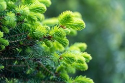 Close-up green spruce shoots in the forest. Sprout of branch coniferous tree in springtime. Young fresh spruce twig and needles. Photo wallpapers in green colors. Bokeh effect blurred background.