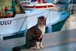 The harbor keeper examines a tabby cat with curious and fearful eyes. Cat with a boat and posing with open yellow eyes. No unauthorized entry. Officer.