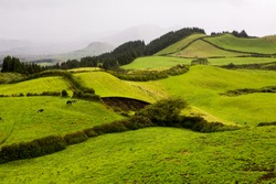 Beautiful landscape sceneries in Azores Portugal. Tropical nature in Sao Miguel Island, Azores. green grass wallpaper